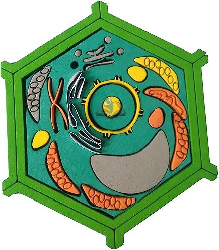 Plant Cell EVA Model
